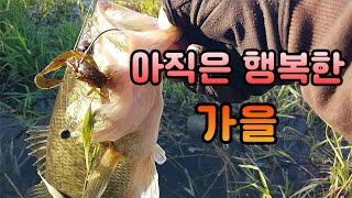 아직 끝나지 않은 즐거운 가을 배스 낚시 Bass Fishing [upl. by Aranahs]