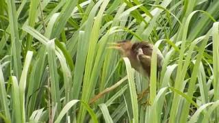 Least Bittern calling [upl. by Aicertal]