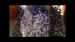 Aubretia in flower help and care Stunning HD [upl. by Duvall946]