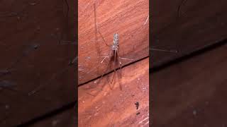 Long Bodied Cellar Spider In Early November spiders arachnids nature [upl. by Jeavons]