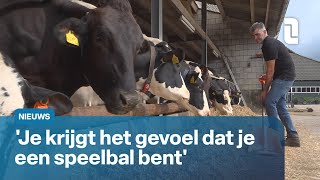 Melkveehouder uit zijn zorgen over krimp veestapel  L1 Nieuws [upl. by Atrice]