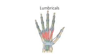 Intrinsic Muscles of Hand Central Compartment [upl. by Eseenaj]