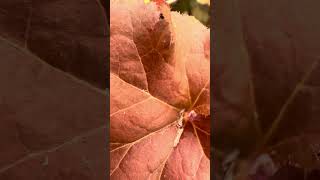 Beautiful  Heuchera Orangeberry nature flowers plants [upl. by Virgin506]