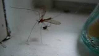 A baby black widow spider taking down a mosquito hawk [upl. by Ainnos]