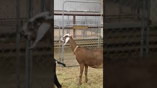 Funny goat yelling screaming for help [upl. by Knowlton]