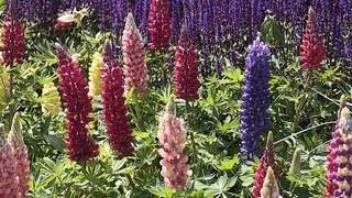 Faire refleurir lupins et delphiniums [upl. by Linskey]