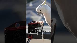 Teaching Cockatoos to raid rubbish bins [upl. by Josephson]