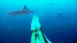 Blue Water Spearfishing Pesca Sub com Diego Santiago [upl. by Ecyarg]