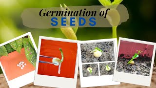 Seed Germination  Biology  School level Science  Experiment in Home [upl. by Mazlack]