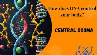 Understanding Central Dogma A stepbystep guide THE FUNDAMENTAL CONCEPT IN MOLECULAR BIOLOGY [upl. by Pail699]