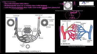Graad 10 Lewenswetenskappe Menslike Vervoerstelsel DEEL 4 Bloedvate [upl. by Nycila]