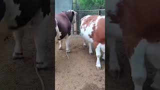 Cows how to start work soon​ 154 [upl. by Judah357]