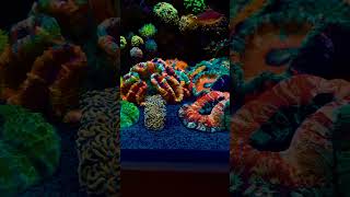 Beautiful Coral family  beautiful Marine tank setup 🐠 short shorts ytshortsindia [upl. by Fara]