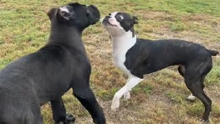 Introducing CANE CORSO Puppy to Other Dogs SOCIALIZING to Prevent Aggression [upl. by Ollie640]