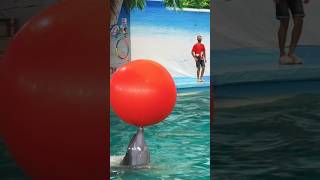 Watch Dolphin 🐬 playing Football Dolphin Circus 🎪 [upl. by Gladdie491]