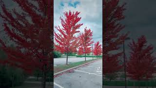 Autumn vibes shortvideo usa cool travel [upl. by Enelehcim]