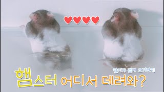 햄스터 입양 어디서 주의할점 ADOPTING a hamster [upl. by Enrica487]