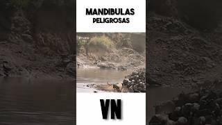 Las mandibulas peligrosas [upl. by Dobbins]