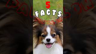 Top 5 Fascinating Facts About the Papillon Dog Breed [upl. by Youngran]