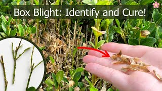 How to Identify and Cure Box Blight Fungus Boxwood Blight [upl. by Seaden]