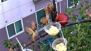 소나기참새와직박구리새나비Shower Sparrow and browneared bulbul bird Nabi [upl. by Rubens]