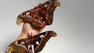 Attacus atlas  largest moth in the world [upl. by Bennett]