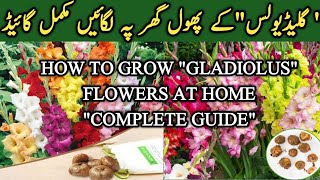 How to grow quotGLADIOLUSquot at home Complete Guide  TubssamTerraceGarden Gardening [upl. by Lourie570]