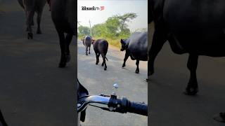 Murrah Bhesh🐃❤️‍🔥 murrahbhains villagelife 5starmurrah dailyvlog shortsf kumawatpushkar007 [upl. by Natty]