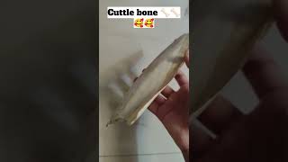 Best calcium for budgies 🦴 new birds budgies trending cuttlefish keşfet shorts fish nature [upl. by Ardaid]