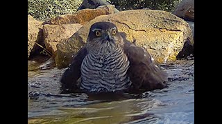 Accipiter gentilis hawk Γεράκι [upl. by Singleton429]