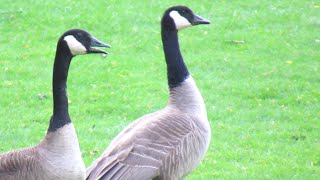 Canada Geese HONKING DOG Alarm Call [upl. by Gradeigh]