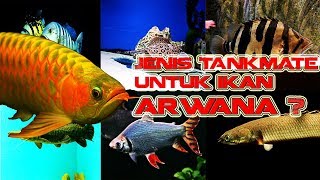 7 TANKMATE TERBAIK UNTUK IKAN ARWANA [upl. by Anerbes]