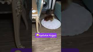 عاشق دیونه بازیاشم 🥰 [upl. by Panthia222]