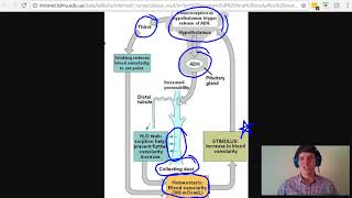 MCAT Question of the Day Antidiuretic Hormone ADH Product [upl. by Selrac]