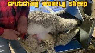 Crutching Woolly Sheep sheep sheepfarming farming shearing [upl. by Gagliano]