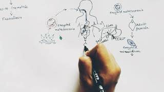 Fasciola Hepatica lifecycle  Hindi   Liver Fluke  Lifecycle [upl. by Mcbride348]