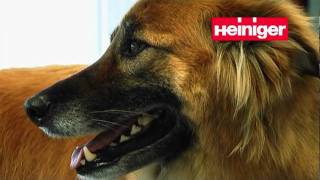 Heiniger dog grooming [upl. by Milson]