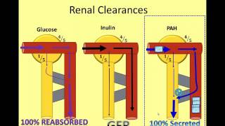 The Nephron in Numbers A Video of Renal Clearance [upl. by Spracklen]