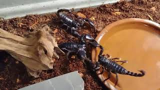 Asian forest scorpion breeding [upl. by Wernsman]