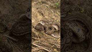 highly Venomous snakes releasingviralvideotrendingwildlifeyoutubeanimalsfarmingworld [upl. by Bil459]