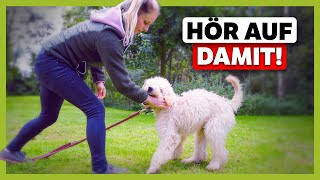 Hund nimmt dich NICHT ernst ► So löst du Missverständnisse in der Kommunikation  LiveTraining [upl. by Sharon]