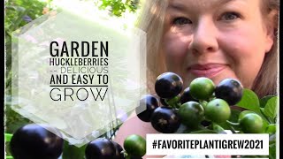 Garden Huckleberries  Delicious and Easy to Grow favoriteplantIgrew2021 [upl. by Cohen663]