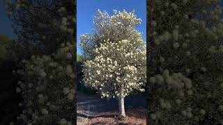 Fothergilla Mount Airy [upl. by Llenrahc995]