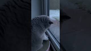 British Shorthair cat enjoying Snow ❄️🌨️ cat cats catsoftiktok [upl. by Reinar]