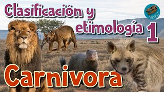 Clasificación y etimología de CARNIVORA parte 1 [upl. by Tnahs434]