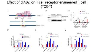 Effects of DiaBZl on Tcell engineered with IG4HAT on cytotoxicity against tumor cells Code 700 [upl. by Madelena]