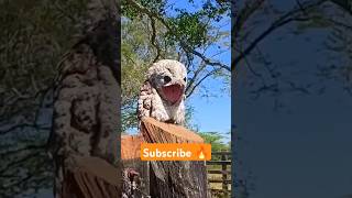 Potoo Bird Video 😍 shorts factsinhindi facts factshorts dadajifacts potoo birds bird fact [upl. by Litton]