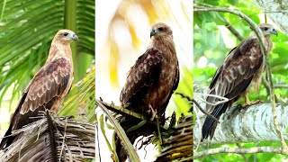 Juvenile brahminy kite birds  Bird watching birds [upl. by Ahsaya]