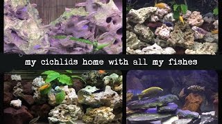 My cichlids home with all my fishes 06092015 [upl. by Tail674]