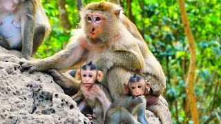 Oh  today the mum monkey looks like hes not happy about something [upl. by Carrelli]